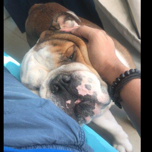 Rohit Pet hotel experience in real homes! 1