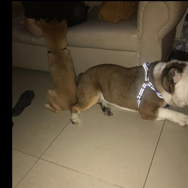 Rohit Pet hotel experience in real homes! 2