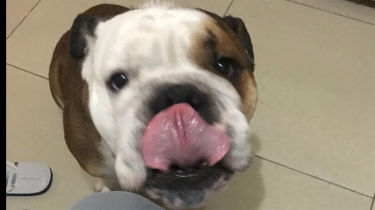 Rohit Dog boarding, Pet Boarding, Dog Walking and Pet Sitting.