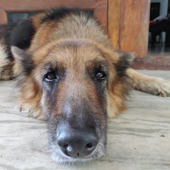 Pratheeksha Pet hotel experience in real homes! 2
