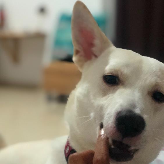 Pratheeksha Pet hotel experience in real homes! 3
