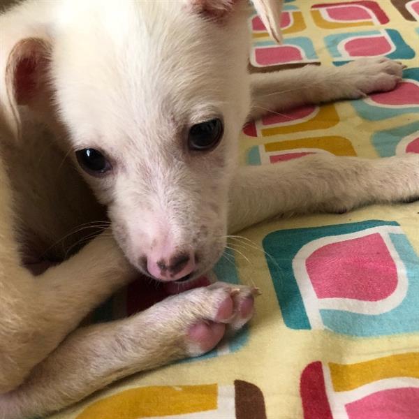 Pratheeksha Pet hotel experience in real homes! 5