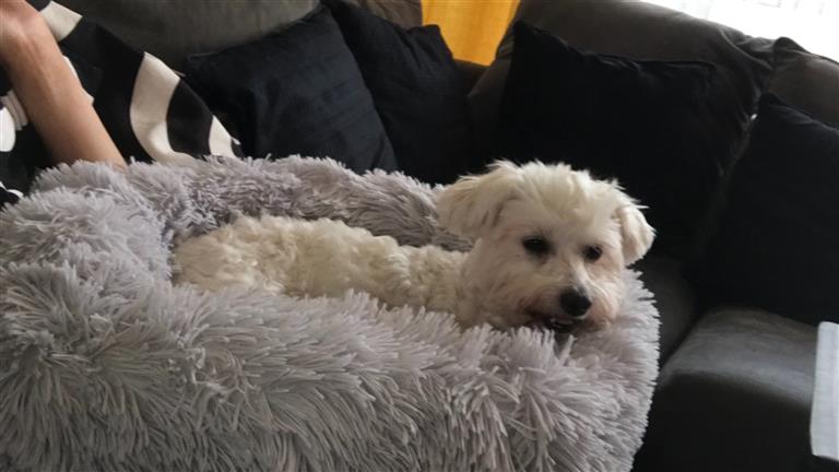 Lisa Dog boarding, Pet Boarding, Dog Walking and Pet Sitting.
