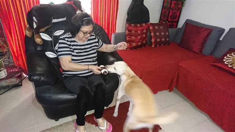 Yolanda  Dog boarding, Pet Boarding, Dog Walking and Pet Sitting.