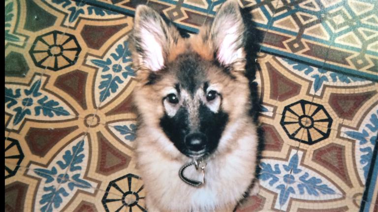 Lalita Dog boarding, Pet Boarding, Dog Walking and Pet Sitting.