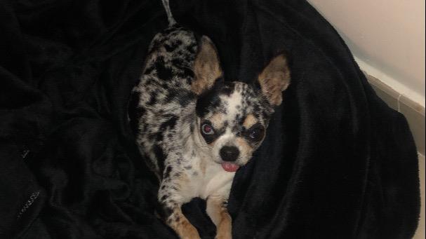 Jess Dog boarding, Pet Boarding, Dog Walking and Pet Sitting.