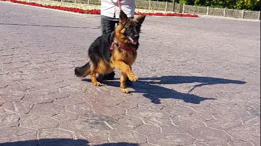 Yafur Dog boarding, Pet Boarding, Dog Walking and Pet Sitting.