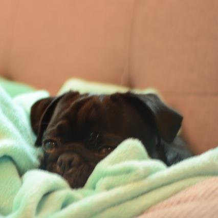 Samar Pet hotel experience in real homes! 1