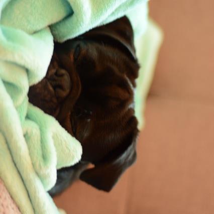 Samar Pet hotel experience in real homes! 2