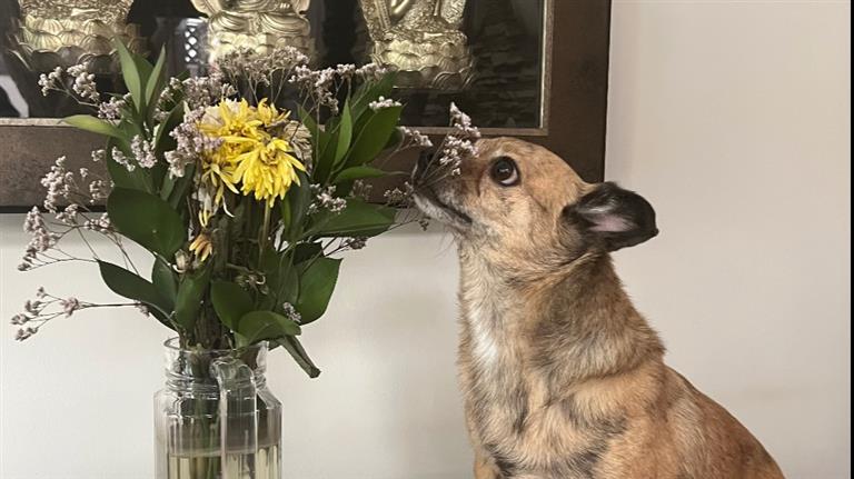 Anoushka  Dog boarding, Pet Boarding, Dog Walking and Pet Sitting.