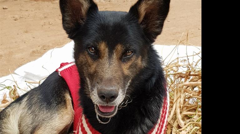 Veronica Dog boarding, Pet Boarding, Dog Walking and Pet Sitting.