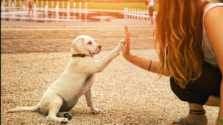 Grace Dog boarding, Pet Boarding, Dog Walking and Pet Sitting.