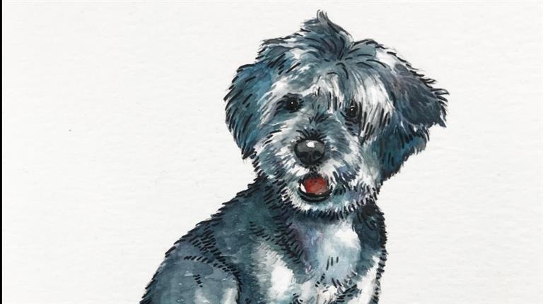 Joana Dog boarding, Pet Boarding, Dog Walking and Pet Sitting.