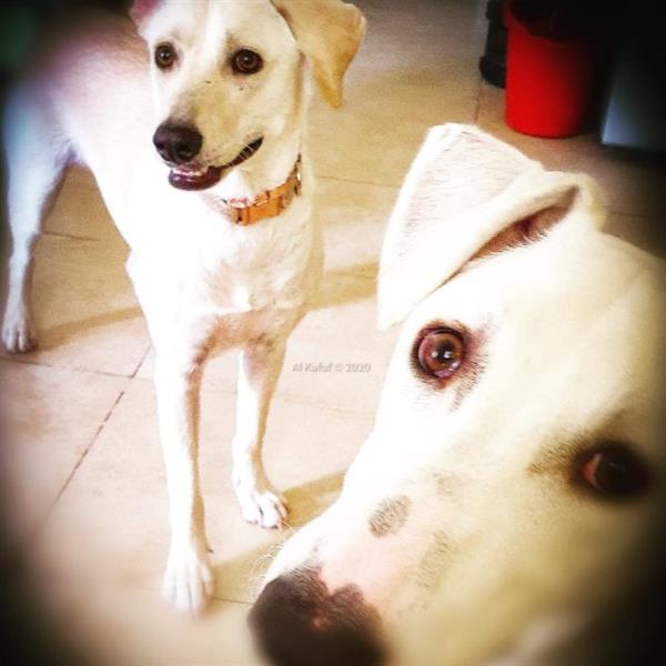 TANYA Pet hotel experience in real homes! 4