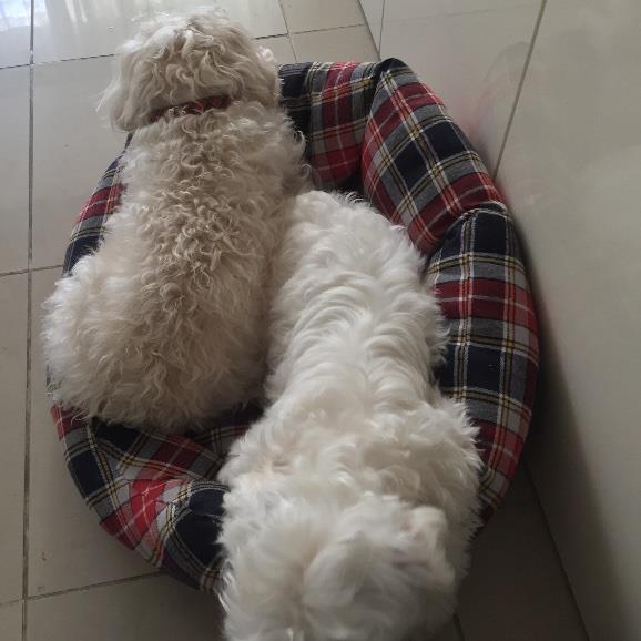Syrell Pet hotel experience in real homes! 2