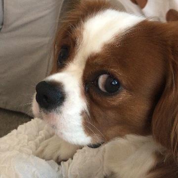 Paloma Pet hotel experience in real homes! 2