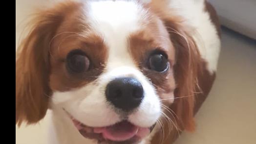 Paloma Dog boarding, Pet Boarding, Dog Walking and Pet Sitting.