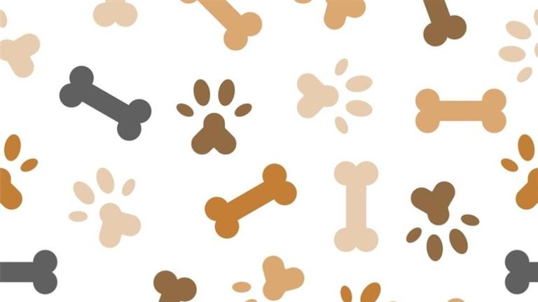 Rita Dog boarding, Pet Boarding, Dog Walking and Pet Sitting.