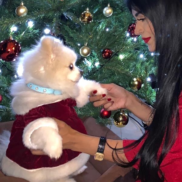 Swayam Pet hotel experience in real homes! 1