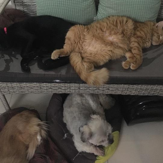 Joena Pet hotel experience in real homes! 1