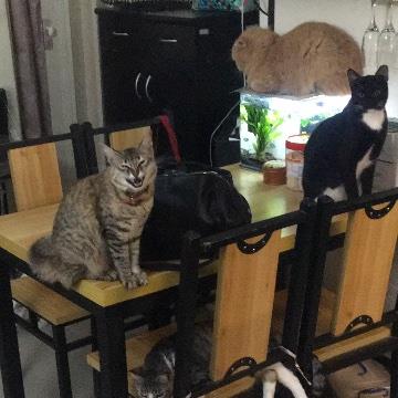 Joena Pet hotel experience in real homes! 2