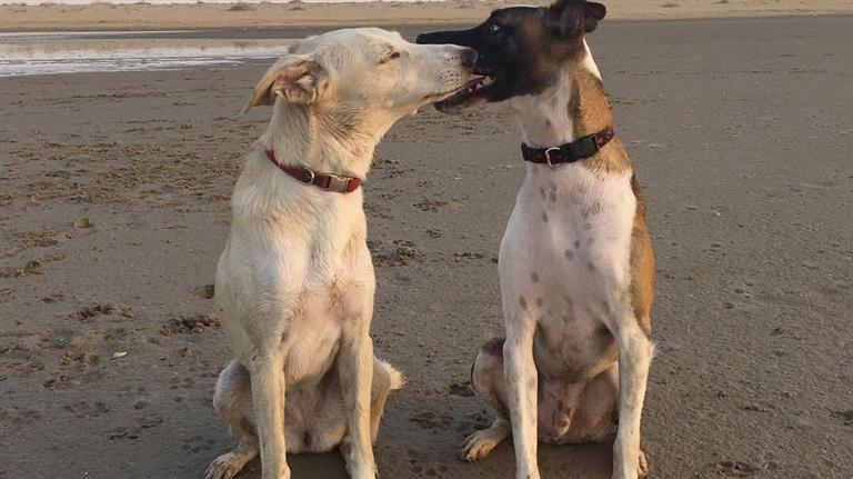 Blanka Dog boarding, Pet Boarding, Dog Walking and Pet Sitting.