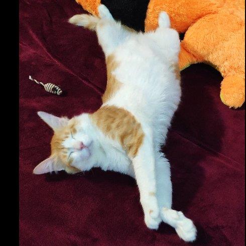 Anastasia Pet hotel experience in real homes! 4