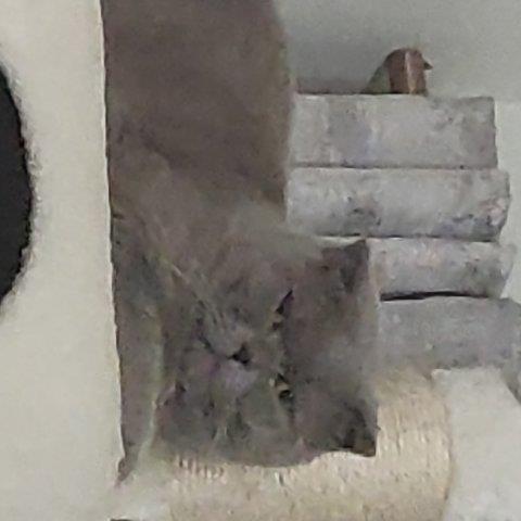 Varsha Pet hotel experience in real homes! 2