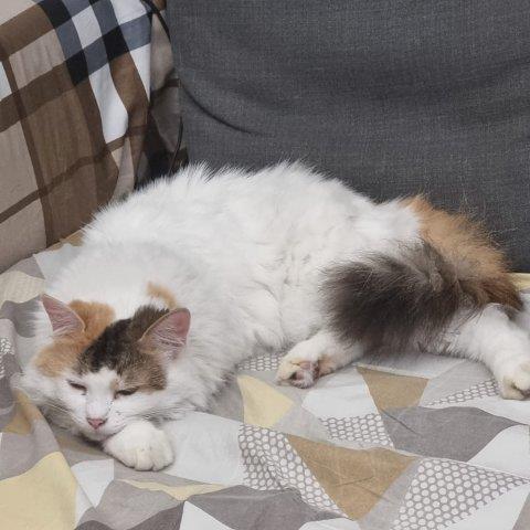 Varsha Pet hotel experience in real homes! 3