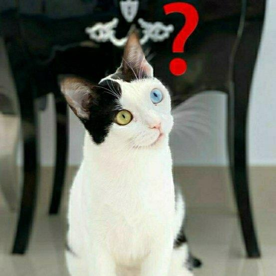 Sandra Pet hotel experience in real homes! 2