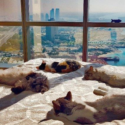 Sandra Pet hotel experience in real homes! 4