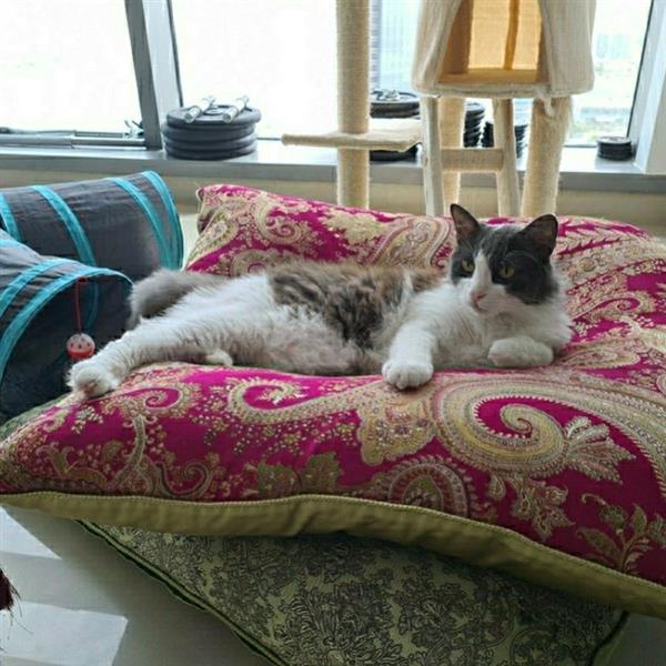 Sandra Pet hotel experience in real homes! 5