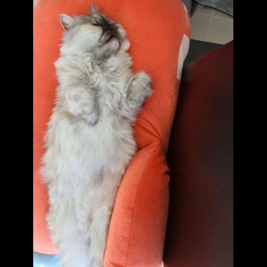 Sandra Pet hotel experience in real homes! 6