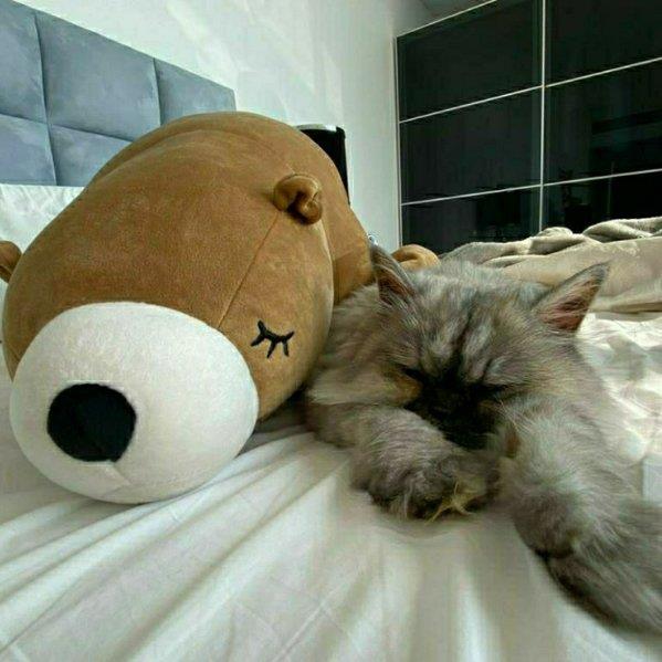 Sandra Pet hotel experience in real homes! 8