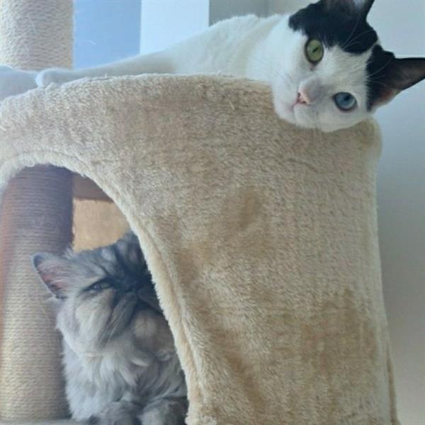 Sandra Pet hotel experience in real homes! 9