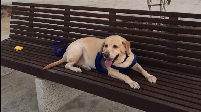 Shruthi Dog boarding, Pet Boarding, Dog Walking and Pet Sitting.