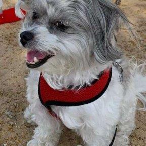 Dina Pet hotel experience in real homes! 3