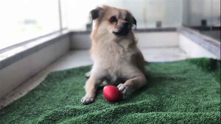 Omar  Dog boarding, Pet Boarding, Dog Walking and Pet Sitting.