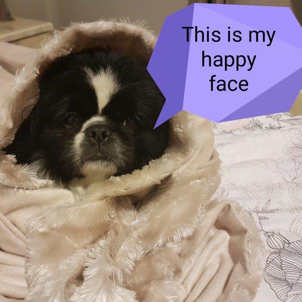 Jackie Pet hotel experience in real homes! 1