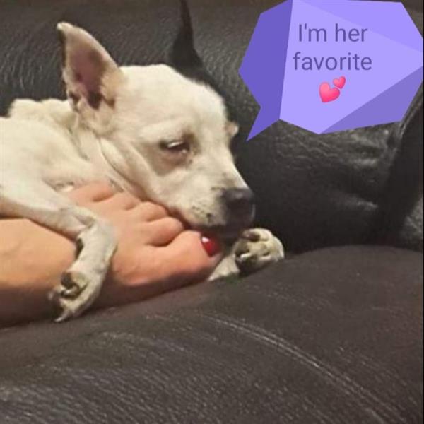 Jackie Pet hotel experience in real homes! 4