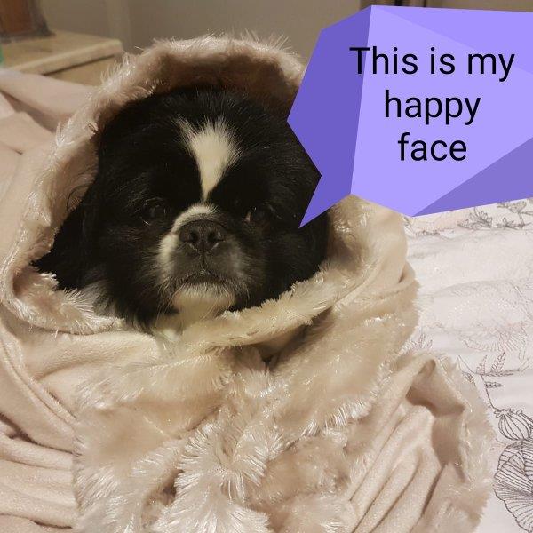 Jackie Pet hotel experience in real homes! 5