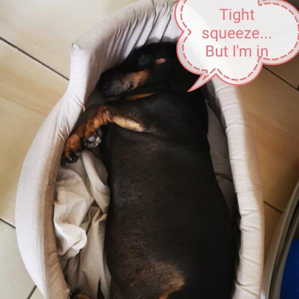 Jackie Pet hotel experience in real homes! 15
