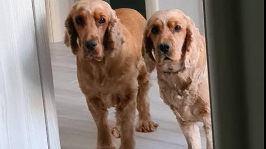 Aleksandar Dog boarding, Pet Boarding, Dog Walking and Pet Sitting.