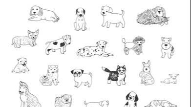 Leigh Dog boarding, Pet Boarding, Dog Walking and Pet Sitting.