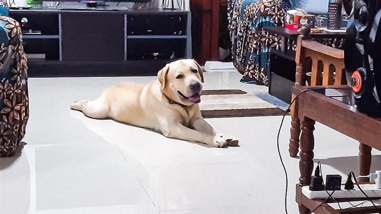 Prageeth Dog boarding, Pet Boarding, Dog Walking and Pet Sitting.