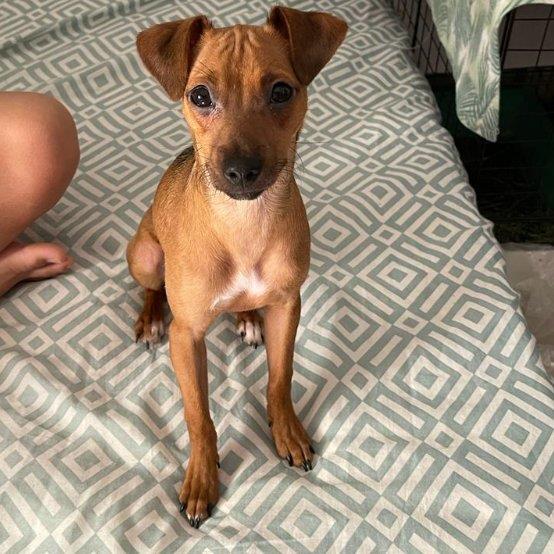 sheena faye marie Pet hotel experience in real homes! 1