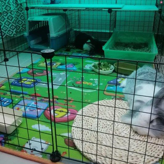 sheena faye marie Pet hotel experience in real homes! 2