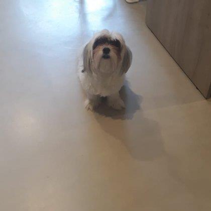sheena faye marie Pet hotel experience in real homes! 3