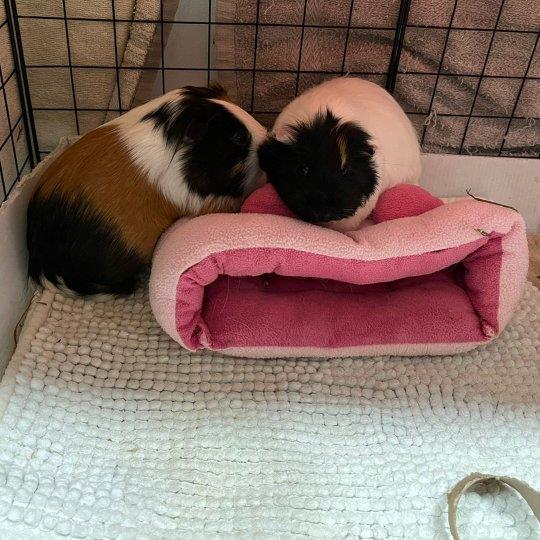 sheena faye marie Pet hotel experience in real homes! 4