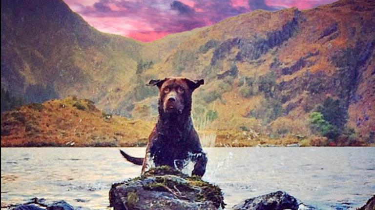 Orla  Dog boarding, Pet Boarding, Dog Walking and Pet Sitting.